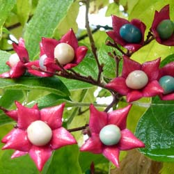Clerodendrum trichot. Fargesii